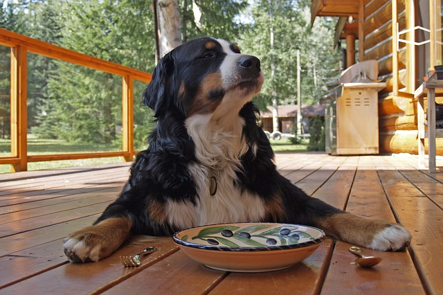The Best Pet-Friendly Estes Park Hotels in the Rocky Mountains.
